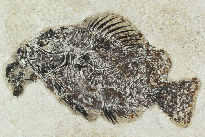 Bargain, 5.2" Fossil Fish (Cockerellites) - Wyoming